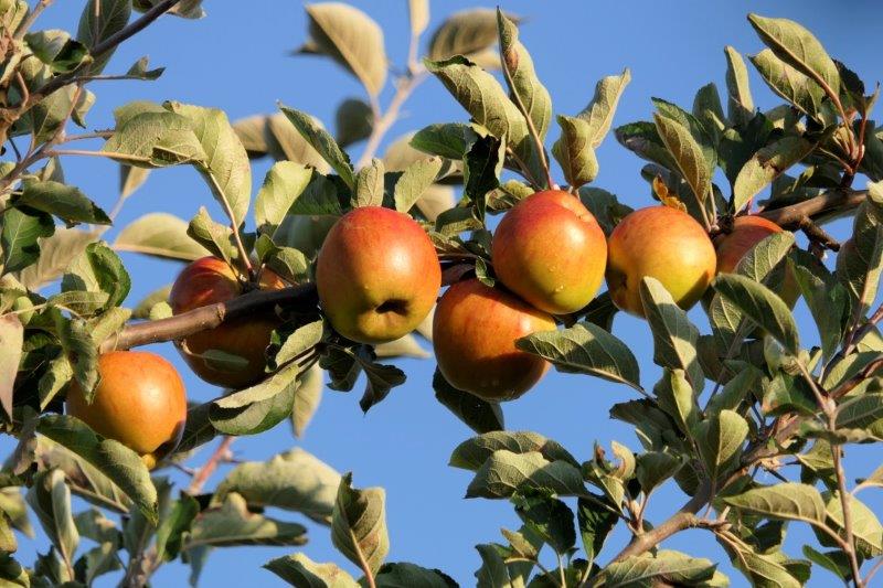 Obsthof Cordes -  Ribston Pepping