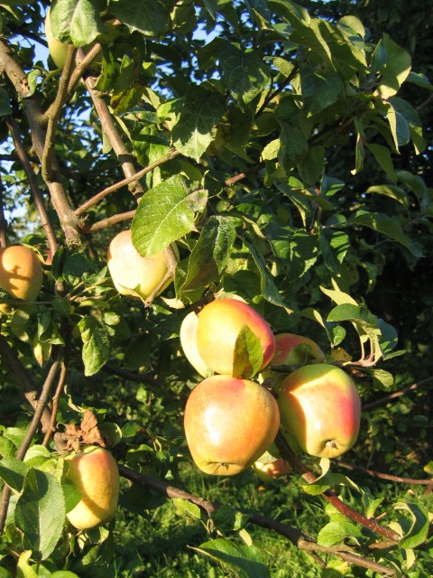 Obsthof Cordes -  IMG 4124