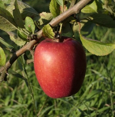 Obsthof Cordes -   1050152